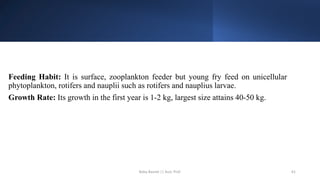 Feeding Habit: It is surface, zooplankton feeder but young fry feed on unicellular
phytoplankton, rotifers and nauplii such as rotifers and nauplius larvae.
Growth Rate: Its growth in the first year is 1-2 kg, largest size attains 40-50 kg.
Boby Basnet || Asst. Prof. 61
 