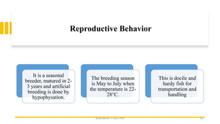 Reproductive Behavior
It is a seasonal
breeder, matured in 2-
3 years and artificial
breeding is done by
hypophysation.
The breeding season
is May to July when
the temperature is 22-
28°C.
This is docile and
hardy fish for
transportation and
handling
Boby Basnet || Asst. Prof. 62
 