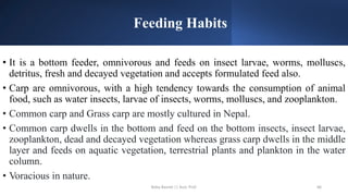 Feeding Habits
• It is a bottom feeder, omnivorous and feeds on insect larvae, worms, molluscs,
detritus, fresh and decayed vegetation and accepts formulated feed also.
• Carp are omnivorous, with a high tendency towards the consumption of animal
food, such as water insects, larvae of insects, worms, molluscs, and zooplankton.
• Common carp and Grass carp are mostly cultured in Nepal.
• Common carp dwells in the bottom and feed on the bottom insects, insect larvae,
zooplankton, dead and decayed vegetation whereas grass carp dwells in the middle
layer and feeds on aquatic vegetation, terrestrial plants and plankton in the water
column.
• Voracious in nature.
Boby Basnet || Asst. Prof. 66
 