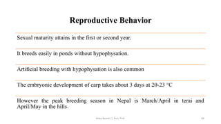 Reproductive Behavior
Sexual maturity attains in the first or second year.
It breeds easily in ponds without hypophysation.
Artificial breeding with hypophysation is also common
The embryonic development of carp takes about 3 days at 20-23 °C
However the peak breeding season in Nepal is March/April in terai and
April/May in the hills.
Boby Basnet || Asst. Prof. 68
 