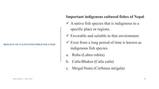 BIOLOGY OF CULTIVATED INDIGENOUS FISH
Important indigenous cultured fishes of Nepal
✓ A native fish species that is indigenous to a
specific place or regions.
✓ Favorable and suitable to that environment.
✓ Exist from a long period of time is known as
indigenous fish species.
a. Rohu (Labeo rohita)
b. Catla/Bhakur (Catla catla)
c. Mrigal/Naini (Cirrhinus mrigala)
Boby Basnet || Asst. Prof. 69
 