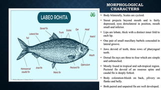 MORPHOLOGICAL
CHARACTERS
• Body bilaterally, Scales are cycloid.
• Snout projects beyond mouth and is fairly
depressed, eyes dorsolateral in position, mouth
small and inferior.
• Lips are lobate, thick with a distinct inner fold to
each lip.
• One pair of small maxillary barbels concealed in
lateral groove.
• Jaws devoid of teeth, three rows of pharyngeal
teeth.
• Dorsal fin rays are three to four which are simple
and unbranched.
• Mostly found in tropical and sub-tropical region.
Pectoral fin devoid of an osseous spine and
caudal fin is deeply forked.
• Body coloration-bluish on back, silivery on
flanks and belly.
• Both paired and unpaired fin are well developed.
Boby Basnet || Asst. Prof. 71
 