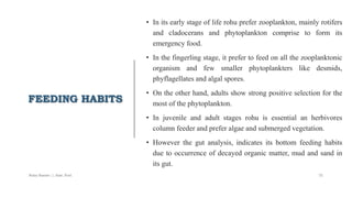 FEEDING HABITS
• In its early stage of life rohu prefer zooplankton, mainly rotifers
and cladocerans and phytoplankton comprise to form its
emergency food.
• In the fingerling stage, it prefer to feed on all the zooplanktonic
organism and few smaller phytoplankters like desmids,
phyflagellates and algal spores.
• On the other hand, adults show strong positive selection for the
most of the phytoplankton.
• In juvenile and adult stages rohu is essential an herbivores
column feeder and prefer algae and submerged vegetation.
• However the gut analysis, indicates its bottom feeding habits
due to occurrence of decayed organic matter, mud and sand in
its gut.
Boby Basnet || Asst. Prof. 72
 