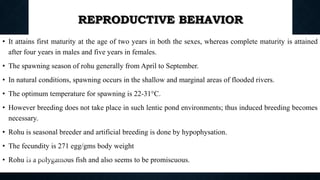 REPRODUCTIVE BEHAVIOR
• It attains first maturity at the age of two years in both the sexes, whereas complete maturity is attained
after four years in males and five years in females.
• The spawning season of rohu generally from April to September.
• In natural conditions, spawning occurs in the shallow and marginal areas of flooded rivers.
• The optimum temperature for spawning is 22-31°C.
• However breeding does not take place in such lentic pond environments; thus induced breeding becomes
necessary.
• Rohu is seasonal breeder and artificial breeding is done by hypophysation.
• The fecundity is 271 egg/gms body weight
• Rohu is a polygamous fish and also seems to be promiscuous.
Boby Basnet || Asst. Prof. 74
 