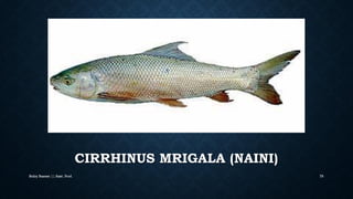 CIRRHINUS MRIGALA (NAINI)
Boby Basnet || Asst. Prof. 76
 