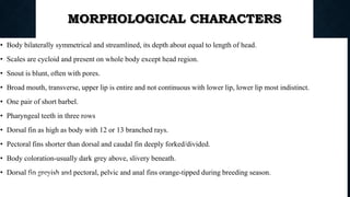 MORPHOLOGICAL CHARACTERS
• Body bilaterally symmetrical and streamlined, its depth about equal to length of head.
• Scales are cycloid and present on whole body except head region.
• Snout is blunt, often with pores.
• Broad mouth, transverse, upper lip is entire and not continuous with lower lip, lower lip most indistinct.
• One pair of short barbel.
• Pharyngeal teeth in three rows
• Dorsal fin as high as body with 12 or 13 branched rays.
• Pectoral fins shorter than dorsal and caudal fin deeply forked/divided.
• Body coloration-usually dark grey above, slivery beneath.
• Dorsal fin greyish and pectoral, pelvic and anal fins orange-tipped during breeding season.
Boby Basnet || Asst. Prof. 77
 