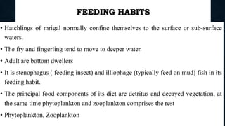 FEEDING HABITS
• Hatchlings of mrigal normally confine themselves to the surface or sub-surface
waters.
• The fry and fingerling tend to move to deeper water.
• Adult are bottom dwellers
• It is stenophagus ( feeding insect) and illiophage (typically feed on mud) fish in its
feeding habit.
• The principal food components of its diet are detritus and decayed vegetation, at
the same time phytoplankton and zooplankton comprises the rest
• Phytoplankton, Zooplankton
Boby Basnet || Asst. Prof. 78
 