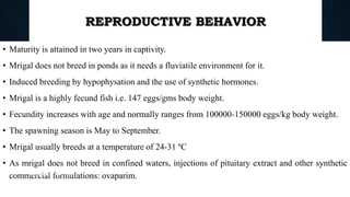 REPRODUCTIVE BEHAVIOR
• Maturity is attained in two years in captivity.
• Mrigal does not breed in ponds as it needs a fluviatile environment for it.
• Induced breeding by hypophysation and the use of synthetic hormones.
• Mrigal is a highly fecund fish i.e. 147 eggs/gms body weight.
• Fecundity increases with age and normally ranges from 100000-150000 eggs/kg body weight.
• The spawning season is May to September.
• Mrigal usually breeds at a temperature of 24-31 ºC
• As mrigal does not breed in confined waters, injections of pituitary extract and other synthetic
commercial formulations: ovaparim.
Boby Basnet || Asst. Prof. 80
 