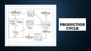 PRODUCTION
CYCLE
Boby Basnet || Asst. Prof. 81
 