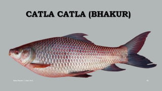 CATLA CATLA (BHAKUR)
Boby Basnet || Asst. Prof. 82
 