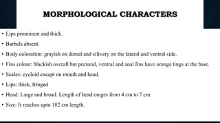 MORPHOLOGICAL CHARACTERS
• Lips prominent and thick.
• Barbels absent.
• Body coloration: grayish on dorsal and silivery on the lateral and ventral side.
• Fins colour: blackish overall but pectoral, ventral and anal fins have orange tings at the base.
• Scales: cycloid except on mouth and head.
• Lips: thick, fringed
• Head: Large and broad. Length of head ranges from 4 cm to 7 cm.
• Size: It reaches upto 182 cm length.
Boby Basnet || Asst. Prof. 83
 