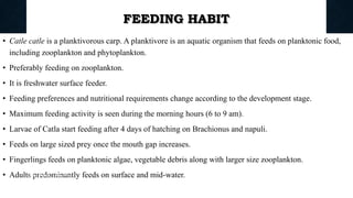 FEEDING HABIT
• Catle catle is a planktivorous carp. A planktivore is an aquatic organism that feeds on planktonic food,
including zooplankton and phytoplankton.
• Preferably feeding on zooplankton.
• It is freshwater surface feeder.
• Feeding preferences and nutritional requirements change according to the development stage.
• Maximum feeding activity is seen during the morning hours (6 to 9 am).
• Larvae of Catla start feeding after 4 days of hatching on Brachionus and napuli.
• Feeds on large sized prey once the mouth gap increases.
• Fingerlings feeds on planktonic algae, vegetable debris along with larger size zooplankton.
• Adults predominantly feeds on surface and mid-water.
Boby Basnet || Asst. Prof. 84
 