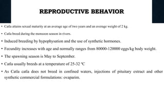 REPRODUCTIVE BEHAVIOR
• Catla attains sexual maturity at an average age of two years and an average weight of 2 kg.
• Catla breed during the monsoon season in rivers.
• Induced breeding by hypophysation and the use of synthetic hormones.
• Fecundity increases with age and normally ranges from 80000-120000 eggs/kg body weight.
• The spawning season is May to September.
• Catla usually breeds at a temperature of 25-32 ºC
• As Catla catla does not breed in confined waters, injections of pituitary extract and other
synthetic commercial formulations: ovaparim.
Boby Basnet || Asst. Prof. 86
 