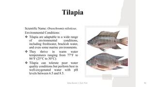 Tilapia
Scientific Name: Oreochromis niloticus.
Environmental Conditions:
❖ Tilapia are adaptable to a wide range
of environmental conditions,
including freshwater, brackish water,
and even some marine environments.
❖ They thrive in warm water
temperatures ranging from 77°F to
86°F (25°C to 30°C).
❖ Tilapia can tolerate poor water
quality conditions but perform best in
well-oxygenated water with pH
levels between 6.5 and 8.5.
Boby Basnet || Asst. Prof. 90
 