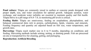 Pond culture: Tilapia are commonly raised in earthen or concrete ponds designed with
proper depth, size, and water circulation for optimal growth. Adequate aeration, water
exchange, and moderate water turbidity are essential to maintain quality and fish health.
Tilapia thrive in a pH range of 6.8–7.8, so monitoring pH levels is critical.
Feeding Habit: Tilapia are omnivorous, feeding on zooplankton, phytoplankton, and
balanced commercial diets rich in protein, carbohydrates, lipids, vitamins, and minerals.
Feeding frequency and quantity are adjusted based on fish size, water temperature, and
growth rates.
Harvesting: Tilapia reach market size in 6 to 9 months, depending on conditions and
feeding. Harvesting methods include seining, netting, or draining ponds. Fish are processed
on-site or transported live for cleaning, gutting, and packaging.
Reproduction: Artificial Breeding
Boby Basnet || Asst. Prof. 91
 