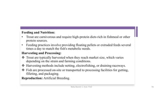 Feeding and Nutrition:
• Trout are carnivorous and require high-protein diets rich in fishmeal or other
protein sources.
• Feeding practices involve providing floating pellets or extruded feeds several
times a day to match the fish's metabolic needs.
Harvesting and Processing:
❖ Trout are typically harvested when they reach market size, which varies
depending on the strain and farming conditions.
❖ Harvesting methods include netting, electrofishing, or draining raceways.
❖ Fish are processed on-site or transported to processing facilities for gutting,
filleting, and packaging.
Reproduction: Artificial Breeding.
Boby Basnet || Asst. Prof. 94
 