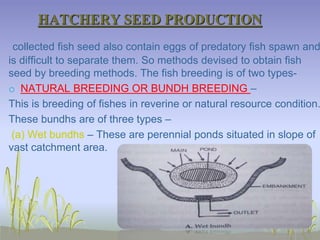 Fish Breeding Method Aquaculture | PPTX