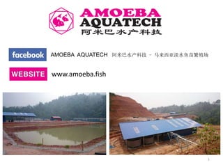 1
AMOEBA AQUATECH 阿米巴水产科技 - 马来西亚淡水鱼苗繁殖场
www.amoeba.fish
 