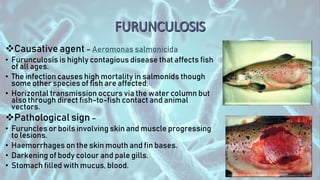 Causative agent – Aeromonas salmonicida
• Furunculosis is highly contagious disease that affects fish
of all ages.
• The infection causes high mortality in salmonids though
some other species of fish are affected.
• Horizontal transmission occurs via the water column but
also through direct fish-to-fish contact and animal
vectors.
Pathological sign –
• Furuncles or boils involving skin and muscle progressing
to lesions.
• Haemorrhages on the skin mouth and fin bases.
• Darkening of body colour and pale gills.
• Stomach filled with mucus, blood.
 