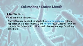 Treatment –
• Add antibiotic in water.
• Normally used antibiotic include the chloramphenicol (10ppm
repeated at 2-5 days interval) and Furance (0.1-0.3ppm) in which
the infected fishes with cotton mark disease are kept for a long
time bath.
 