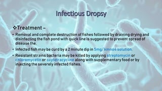 Treatment –
• Removal and complete destruction of fishes followed by draining drying and
disinfecting the fish pond with quick line is suggested to prevent spread of
disease the.
• Infected fish may be curd by a 2 minute dip in 5mg/ kmno4 solution.
• Resistant strains bacteria may be killed by applying streptomycin or
chloromycetin or oxytetracycline along with supplementary food or by
injecting the severely infected fishes.
 