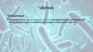Treatment -
• Dip treatment in copper sulphate solution and application of antibiotics with
artificial food may be considered as curative measures for vibriosis.
 