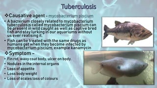 Causative agent - mycobacterium piscium
• A bacterium closely related to mycobacterium
tuberculosis called mycobacterium piscium can
be present in wild caught as well as captive bred
fish and stay lurking in our aquariums without
us ever realising it.
• Fish can be treated with the same drugs as
humans get when they become infected by
mycobacterium piscium, example kanamycin
Symptom –
• Fin rot, waxy coat body, ulcer on body.
• Nodules in the internal organs
• Loss of appetite
• Loss body weight
• Loss of scales loss of colours
 