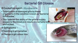 Causative agent – Myxobacteria
• Colonization of damaged gills by these
organisms in the condition known as “bacterial
Gill disease”.
• This reduces the ability of the gills to supply
oxygen to the blood and results in mortality left
unchecked.
Symptoms –
Swelling in gill lamellae
Change in gill colour this
 