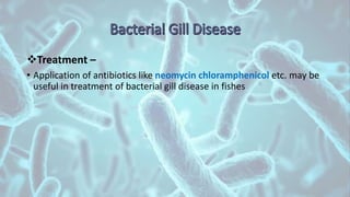 Treatment –
• Application of antibiotics like neomycin chloramphenicol etc. may be
useful in treatment of bacterial gill disease in fishes
 