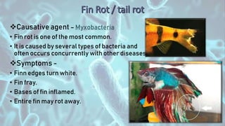 Causative agent – Myxobacteria
• Fin rot is one of the most common.
• It is caused by several types of bacteria and
often occurs concurrently with other diseases.
Symptoms -
• Finn edges turn white.
• Fin fray.
• Bases of fin inflamed.
• Entire fin may rot away.
 