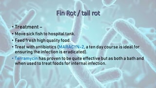 • Treatment –
• Move sick fish to hospital tank.
• Feed fresh high quality food.
• Treat with antibiotics (MARACYN-2, a ten day course is ideal for
ensuring the infection is eradicated).
• Terramycin has proven to be quite effective but as both a bath and
when used to treat foods for internal infection.
 