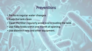 • Perform regular water changes
• Keep the tank clean
• Clean the filter regularly avoid overcrowding the tank.
• Use flake foods within one month of opening.
• Use disinfect nets and other equipment.
 