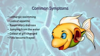 • Lethargic swimming
• Loss of appetite
• Respiratory distress
• Jumping from the water
• Colour of gill changed
• Fins become frayed
 