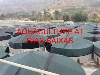 AQUACULTURE AT
RIAS BAIXAS
 
