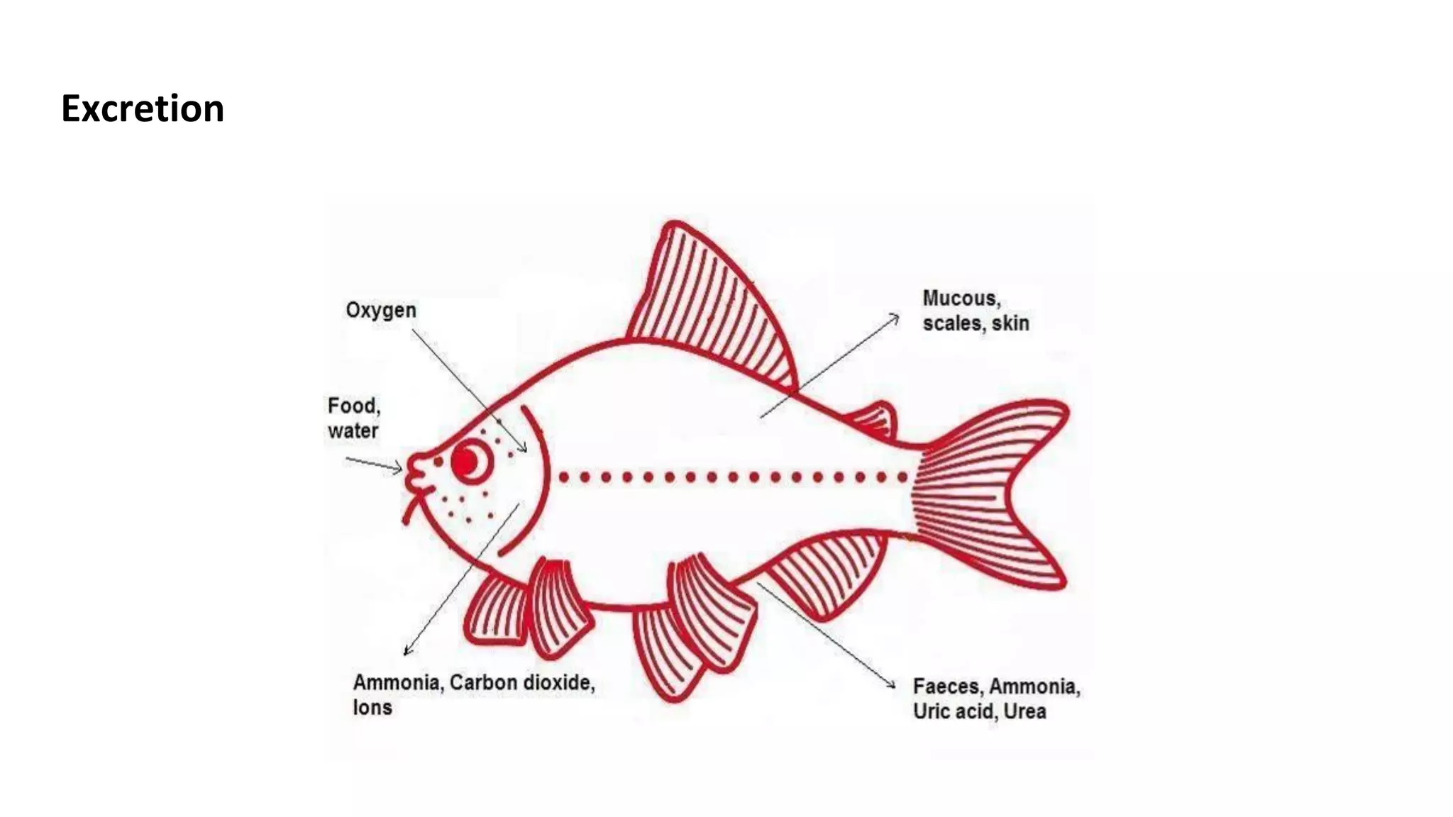 Aquaculture basics module 3 osmoregulation and excretion | PDF