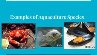 Examples of Aquaculture Species
Crustaceans
Fish
Molluscs
 