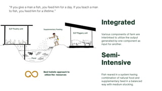 “If you give a man a fish, you feed him for a day. If you teach a man
to fish, you feed him for a lifetime.”
Integrated
Various components of farm are
interlinked to utilize the output
generated by one component as
input for another.
Semi-
Intensive
Fish reared in a system having
combination of natural food and
supplementary feed in a balanced
way with medium stocking.
ELP Poultry unit
ELP Piggery unit
Pond
Supplementary Feeding
Best holistic approach to
utilize the resources
 
