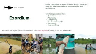 Fish farming
Exordium
Raised desirable species of fishes in captivity, managed
them and their environment to improve growth and
reproduction.
Growth rate
Adaptability
Compatibility
Feed conversion ratio
Survivability
Market demand
Selected species based on :
.
We cultured wide range of species but our main focus was on Indian Major Carp by utilizing the total area of 0.50 hectare
 