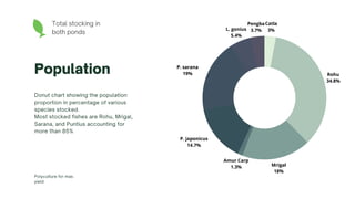 Population
Donut chart showing the population
proportion in percentage of various
species stocked.
Most stocked fishes are Rohu, Mrigal,
Sarana, and Puntius accounting for
more than 85%
Polyculture for max.
yield
Total stocking in
both ponds
Rohu
34.8%
P. sarana
19%
Mrigal
18%
P. japonicus
14.7%
L. gonius
5.4%
Pengba
3.7%
Catla
3%
Amur Carp
1.3%
 