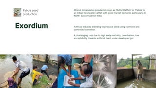 Pabda seed
production
Exordium
Ompok bimaculatus popularly known as ‘Butter Catfish’ or ‘Pabda’ is
an Indian freshwater catfish with good market demands particularly in
North- Eastern part of India
Artificial induced breeding to produce seed using hormone and
controlled condition.
A challenging task due to high early mortality, cannibalism, low
acceptability towards artificial feed, under developed gut.
 