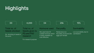 00 4,200 04 25k 15%
For research purpose
Total no. of
Seeds given to
PG and PhD
research
No. stocking of seeds in
the pond
Total no. of
Seeds stocked We used total 04
ovatide hormone which
is easly available as
cost effective
Hormone used
Pabda have low
fecundity of around 20k
eggs per female.
Fecundity
Low survivability due to
cannibalism.
Survivability
Highlights
 