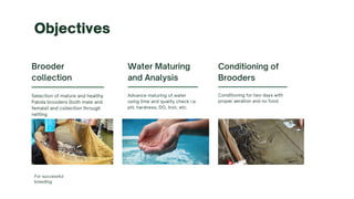 Brooder
collection
Selection of mature and healthy
Pabda brooders (both male and
female) and collection through
netting
Water Maturing
and Analysis
Advance maturing of water
using lime and quality check i.e.
pH, hardness, DO, Iron, etc.
Conditioning of
Brooders
Conditioning for two days with
proper aeration and no food.
Objectives
For successful
breeding
 