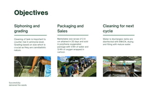 Siphoning and
grading
Cleaning of tank is important to
counter rise in ammonia level.
Grading based on size which is
crucial as they are cannibalistic
nature.
Cleaning for next
cycle
Water is discharged, tanks are
disinfected with KMnO4, drying
and filling with mature water.
Packaging and
Sales
Marketable size larvae of 2-4
cm attained in 20 days and sold
in polythene oxygenated
package with 1/4th of water and
3/4th of oxygen wrapped in
cartoon.
Objectives
Successfully
delivered the seeds
 