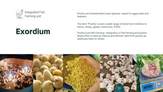 Integrated Fish
Farming unit
Exordium
Poultry are domesticated avian species, raised for eggs,meat and
feathers.
The term "Poultry' covers a wide range of birds from chickens to
ducks, turkey, geese, ostrich,etc. (FAO)
Poultry-cum-fish Farming - Integration of fish farming and poultry
where litter is used as manure and leftover feed from poultry as
additional feed for fishes.
 