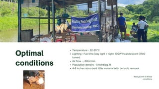 Optimal
conditions
Best growth in these
conditions
Temperature - 32-35°C
Lighting - Full time (day light + night: 100W Incandescent (1700
lumen)
Air flow - <30m/min.
Population density - 01 bird/sq. ft.
4-6 inches absorbent litter material with periodic removal
 