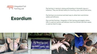Integrated Fish
Farming unit
Exordium
Pig farming or rearing is raising and breeding of domestic pig as a
livestock. They are farmed mainly for food (e.g. pork, bacon) and skins.
Pig farming is economical and best way to utilize farm and kitchen
waste and leftovers.
Pig-cum-fish Farming - Integration of fish farming and piggery where
litter is used as manure and leftover food from kitchen and farm waste
is used as feed for pigs.
 