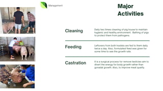 Management
Major
Activities
Cleaning Daily two times cleaning of pig house to maintain
hygienic and healthy environment. Bathing of pigs
to protect them from pathogens.
Feeding Leftovers from both hostels are fed to them daily
twice a day. Also, formulated feed was given for
some time to see the growth rate.
Castration It is a surgical process for remove testicles aim to
divert the energy for body growth rather than
gonadal growth. Also, to improve meat quality.
 