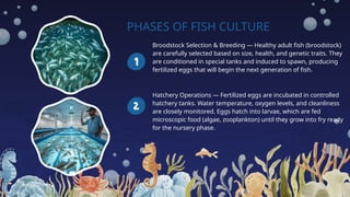 PHASES OF FISH CULTURE
Broodstock Selection & Breeding — Healthy adult fish (broodstock)
are carefully selected based on size, health, and genetic traits. They
are conditioned in special tanks and induced to spawn, producing
fertilized eggs that will begin the next generation of fish.
Hatchery Operations — Fertilized eggs are incubated in controlled
hatchery tanks. Water temperature, oxygen levels, and cleanliness
are closely monitored. Eggs hatch into larvae, which are fed
microscopic food (algae, zooplankton) until they grow into fry ready
for the nursery phase.
 