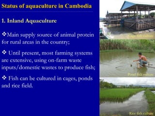 Status of aquaculture in Cambodia 1. Inland Aquaculture <ul><li>Main supply source of animal protein for rural areas in th...