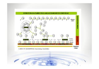 ESTRUTURADAPARDECELULARSACCHAROM
YCES CEREVISIAE
:
M

P

M
P

M
P

M

M

P

P

G
M

M

M

M

P

Mananas e
fósforo

P

G

M
G

M

M

G
M

G
PROTEINA

P

M

S

S

G

M

PRO
TEINA

S

M
S

M

G ///////// G ////// G ////// G /////// G ////// G ////// G ////// G ////// G /////// G ////// G ////// G //

G. REED, T.W NAGODAWITHANA, Yeast technology, Second Edition
,

Proteína

PROTEINA e Sacarose
Glucanas

G U AN S
LC A

G

P

M

G

P

M

P

M

M

M

P

M

G

M

M PROTEINA M
M

M

M N N L O CA ÍD O
A A O IG SSA R E S

M

M
embrana
Celular

 